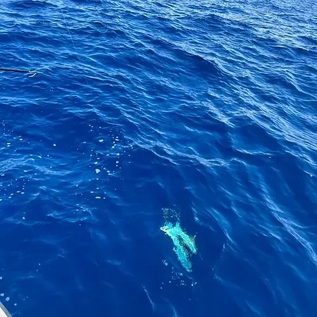 Fish swimming in the ocean